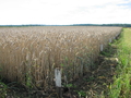 Влияние норм высева на урожайность озимой тритикале