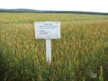 Сравнительная оценка сортов яровой мягкой пшеницы
