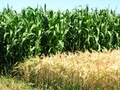 Кукуруза в кормовом севообороте с 40% насыщением клевером